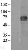 RIPOR2 Human Over-expression Lysate