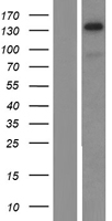 TIF1 alpha (TRIM24) Human Over-expression Lysate
