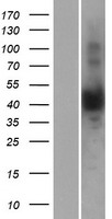 NUDT13 Human Over-expression Lysate