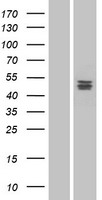 PLA1A Human Over-expression Lysate