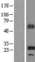 APIP Human Over-expression Lysate