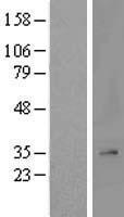 MRPL2 Human Over-expression Lysate