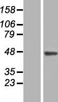 SLC35B3 Human Over-expression Lysate