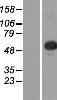 TRMT6 Human Over-expression Lysate
