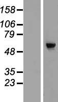 CDC40 Human Over-expression Lysate