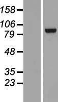 TNNI3K Human Over-expression Lysate