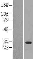 TAF9B Human Over-expression Lysate