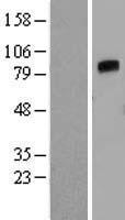 Angiopoietin 4 (ANGPT4) Human Over-expression Lysate