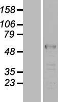 LUC7L2 Human Over-expression Lysate