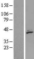 MECR Human Over-expression Lysate