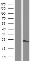 SLMO2 (PRELID3B) Human Over-expression Lysate