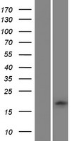 Glutaredoxin 2 (GLRX2) Human Over-expression Lysate