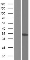 GLOD4 Human Over-expression Lysate