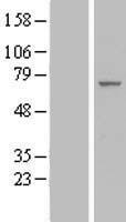 IF3EI (EIF3L) Human Over-expression Lysate