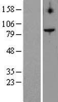 TELO2 Human Over-expression Lysate