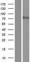 SCFD1 Human Over-expression Lysate