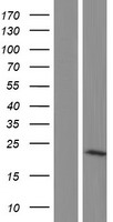 RWDD1 Human Over-expression Lysate