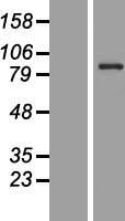 CCDC41 (CEP83) Human Over-expression Lysate