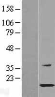 C1orf41 (HSPB11) Human Over-expression Lysate