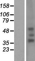RHD Human Over-expression Lysate