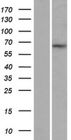 Myelin expression factor 2 (MYEF2) Human Over-expression Lysate