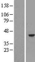 HEMK1 Human Over-expression Lysate
