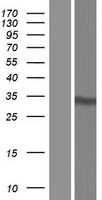 NOL7 Human Over-expression Lysate