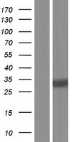 C1orf33 (MRTO4) Human Over-expression Lysate