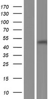 GNB5 Human Over-expression Lysate