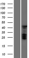 ASC1 (TRIP4) Human Over-expression Lysate