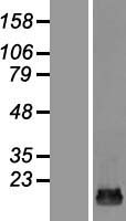 TRAPPC2L Human Over-expression Lysate