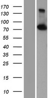 CPSF73 (CPSF3) Human Over-expression Lysate