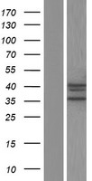 VGLL3 Human Over-expression Lysate