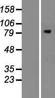MAN1B1 Human Over-expression Lysate