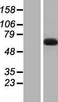 DBR1 Human Over-expression Lysate