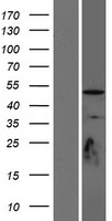 TUBD1 Human Over-expression Lysate