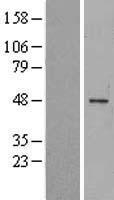 MAGEE1 (MAGEC2) Human Over-expression Lysate