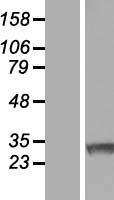 RNF138 Human Over-expression Lysate