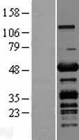 PLEKHO1 Human Over-expression Lysate