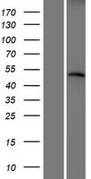 CRBN Human Over-expression Lysate