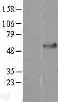 HSPA14 Human Over-expression Lysate