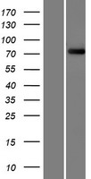 FBXO40 Human Over-expression Lysate