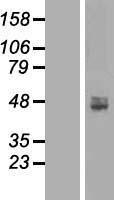 ACP6 Human Over-expression Lysate