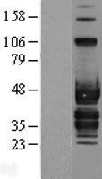 ABI3 Human Over-expression Lysate
