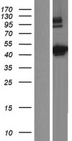 C9orf114 (SPOUT1) Human Over-expression Lysate