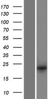 DUSP13 Human Over-expression Lysate