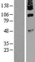 C9orf127 (TMEM8B) Human Over-expression Lysate