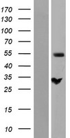 NIPA (ZC3HC1) Human Over-expression Lysate