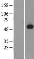 C9orf156 (TRMO) Human Over-expression Lysate