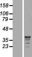 C9orf78 Human Over-expression Lysate